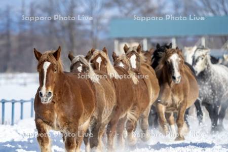 十勝牧場の馬追い運動