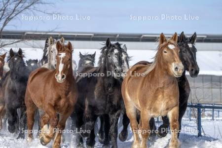 十勝牧場の馬追い運動