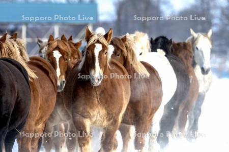 十勝牧場の馬追い運動