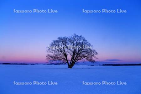 ハルニレの木　夕景