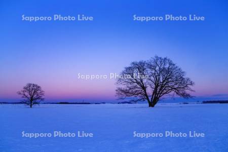 ハルニレの木　夕景