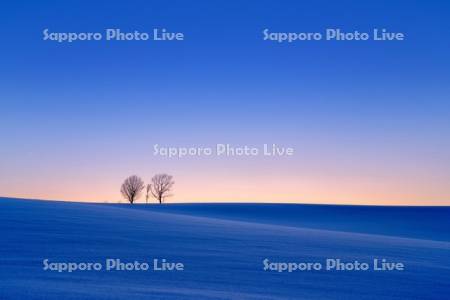 親子の木　夕景