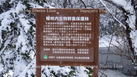 稚咲内生物群集保護林　看板