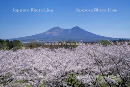 オニウシ公園桜と駒ヶ岳