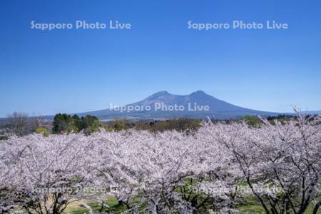 オニウシ公園桜と駒ヶ岳