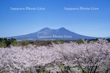 オニウシ公園桜と駒ヶ岳