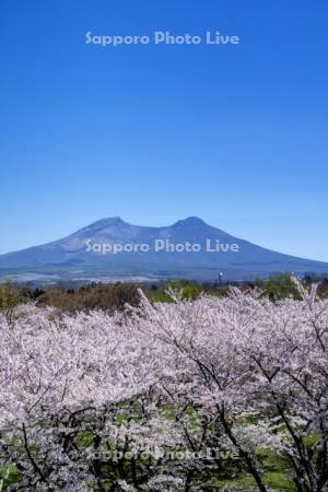 オニウシ公園桜と駒ヶ岳