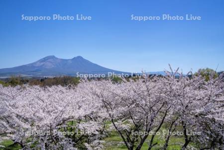 オニウシ公園桜と駒ヶ岳