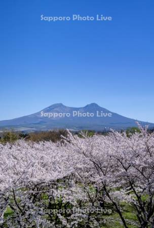 オニウシ公園桜と駒ヶ岳