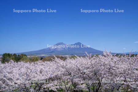 オニウシ公園桜と駒ヶ岳
