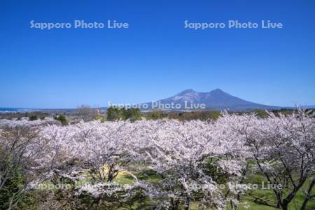 オニウシ公園桜と駒ヶ岳