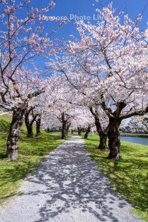 五稜郭公園の桜