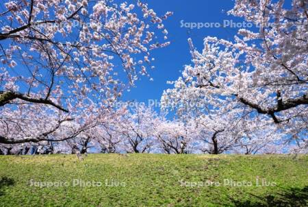 五稜郭公園の桜