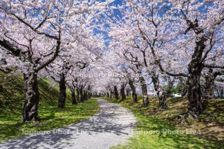 五稜郭公園の桜