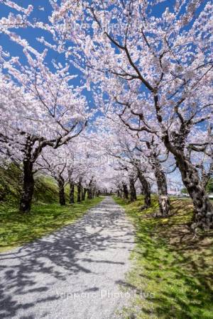 五稜郭公園の桜