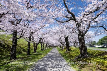 五稜郭公園の桜