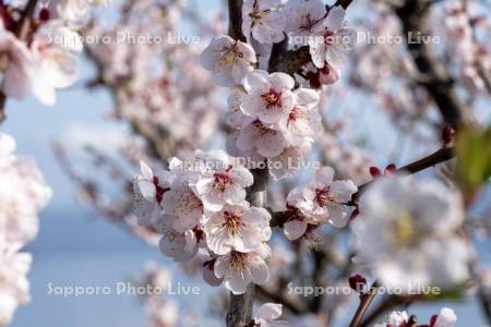 壮瞥公園の梅林