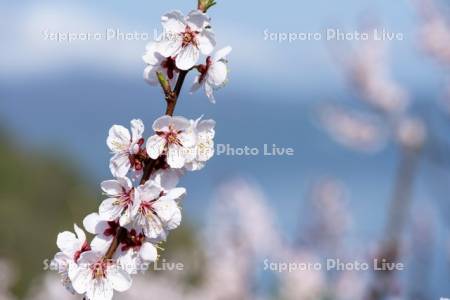 壮瞥公園の梅林