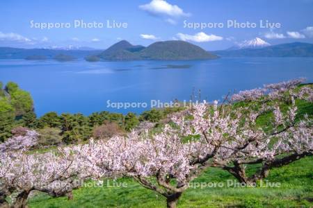 壮瞥公園の梅林と洞爺湖