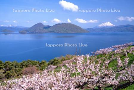 壮瞥公園の梅林と洞爺湖