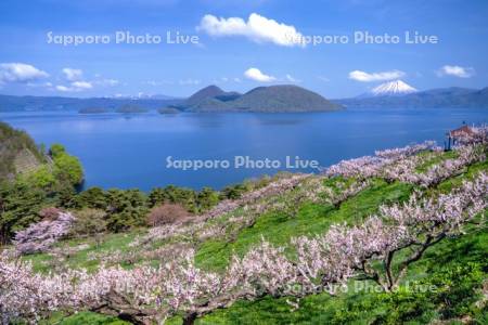 壮瞥公園の梅林と洞爺湖