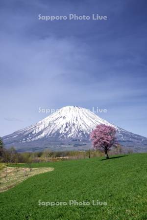 羊蹄山と望洋の丘の桜