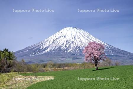 羊蹄山と望洋の丘の桜