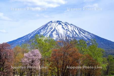 新緑と羊蹄山