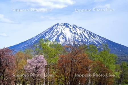 新緑と羊蹄山