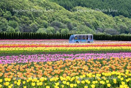 かみゆうべつチューリップ公園