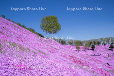 東藻琴芝桜公園