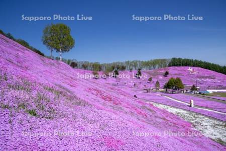 東藻琴芝桜公園