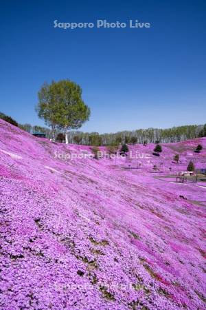 東藻琴芝桜公園