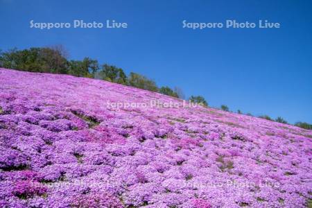 東藻琴芝桜公園