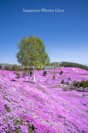 東藻琴芝桜公園