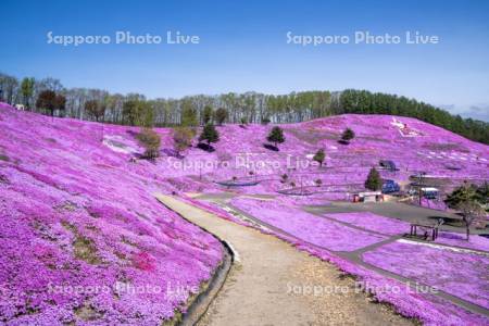 東藻琴芝桜公園