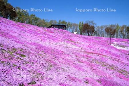 東藻琴芝桜公園