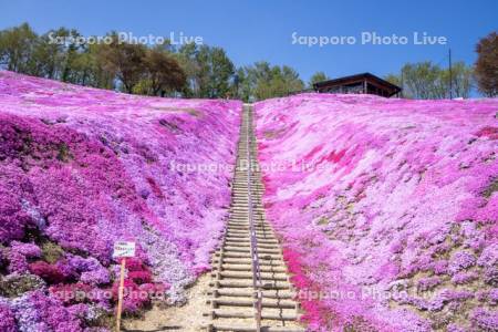 東藻琴芝桜公園