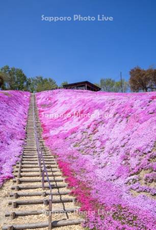 東藻琴芝桜公園