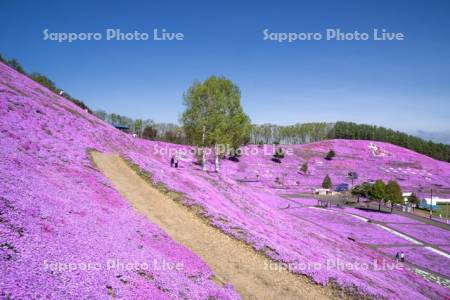 東藻琴芝桜公園