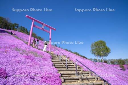 東藻琴芝桜公園