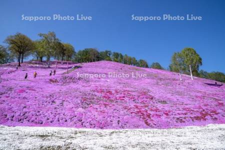 東藻琴芝桜公園