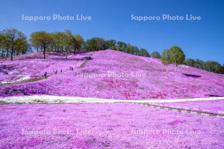 東藻琴芝桜公園