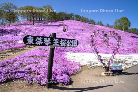 東藻琴芝桜公園