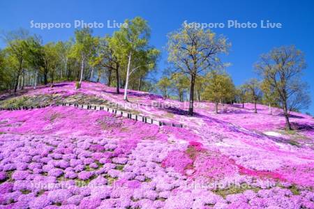 東藻琴芝桜公園