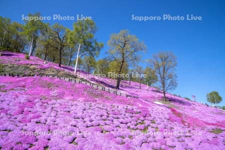 東藻琴芝桜公園