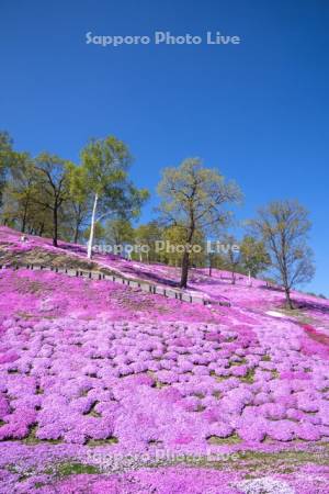 東藻琴芝桜公園