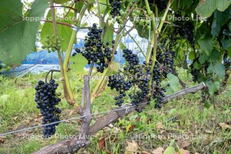 ワイン用ブドウ畑（山幸）