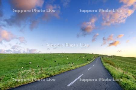 朝焼けの大規模草地育成牧場と道路