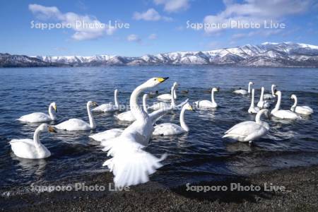 屈斜路湖のハクチョウ